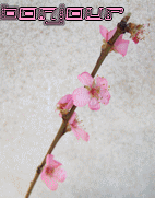 bonjourfleurrose