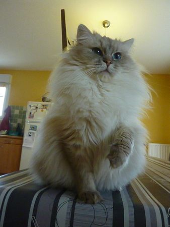 Ragdolls Divine Lyra - Page 10 83318098_p