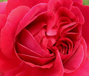 rose_rouge