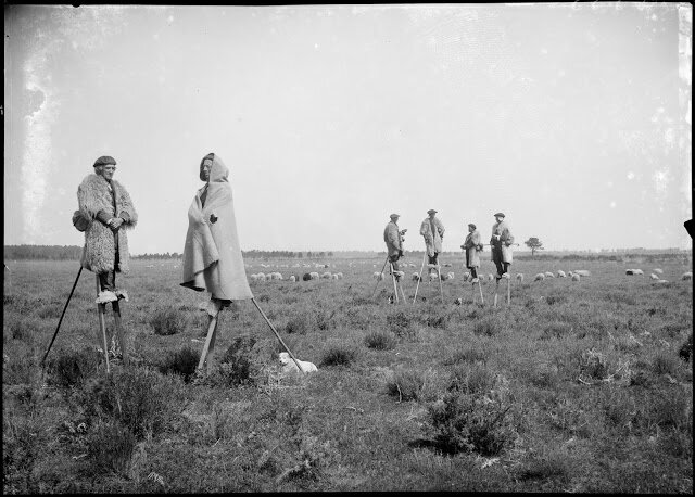 66-27-2267_commensacq_la_mouleyre_bergers_echassiers_dans_la_lande_-2