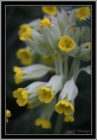 2010_05_18_Fleur_de_coucou__primev_re_sauvage_