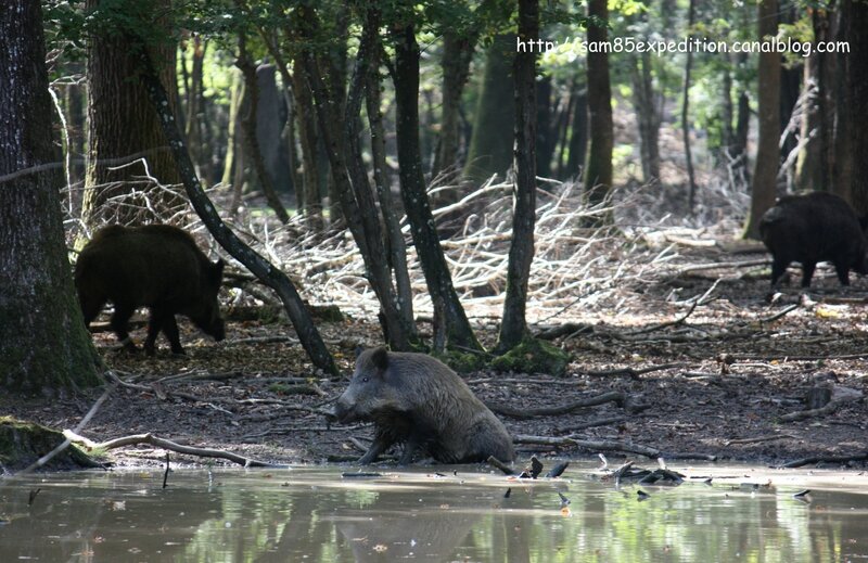 rencontre sanglier foret