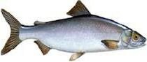 Fera Poisson