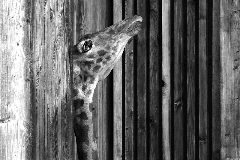 giraf2