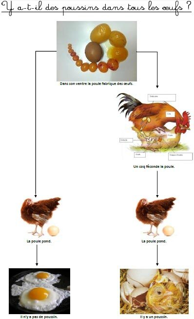 Des Oeufs Dans La Classe Loup Glace Kippen Kip Pasen