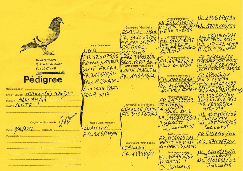Pedigree R