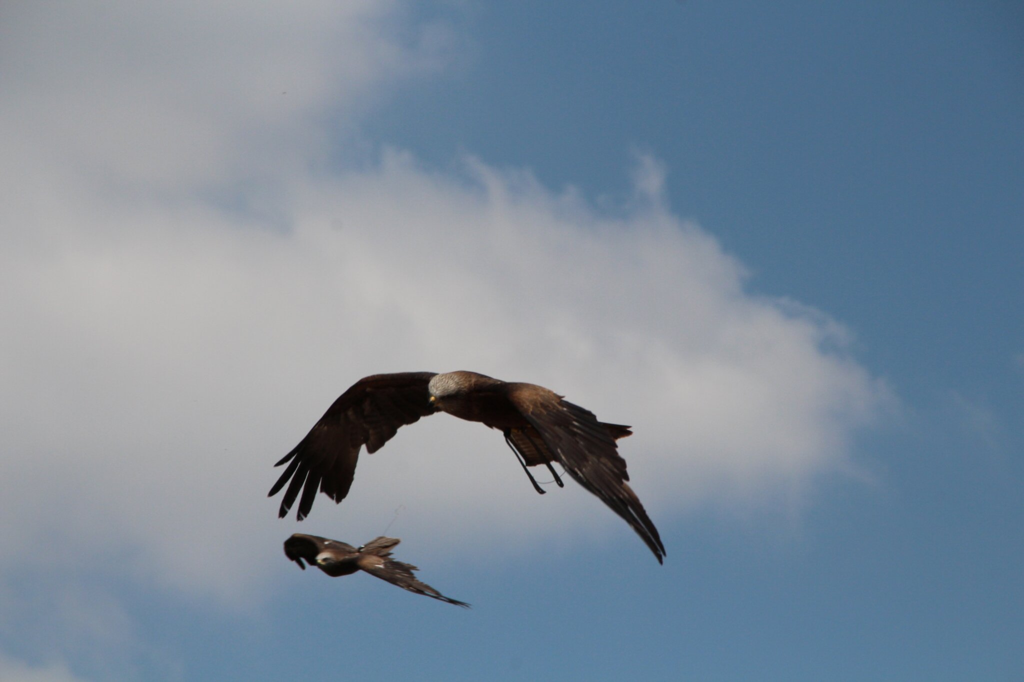 Les Rapaces Les Rapaces Les Rapaces Les Rapaces