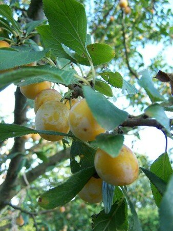 1_fruits_des_mirabelles