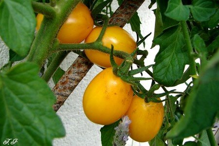 Photo_770