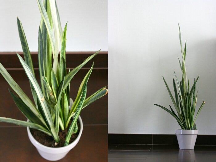 plantes (14)