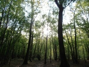 foret amboise (6)