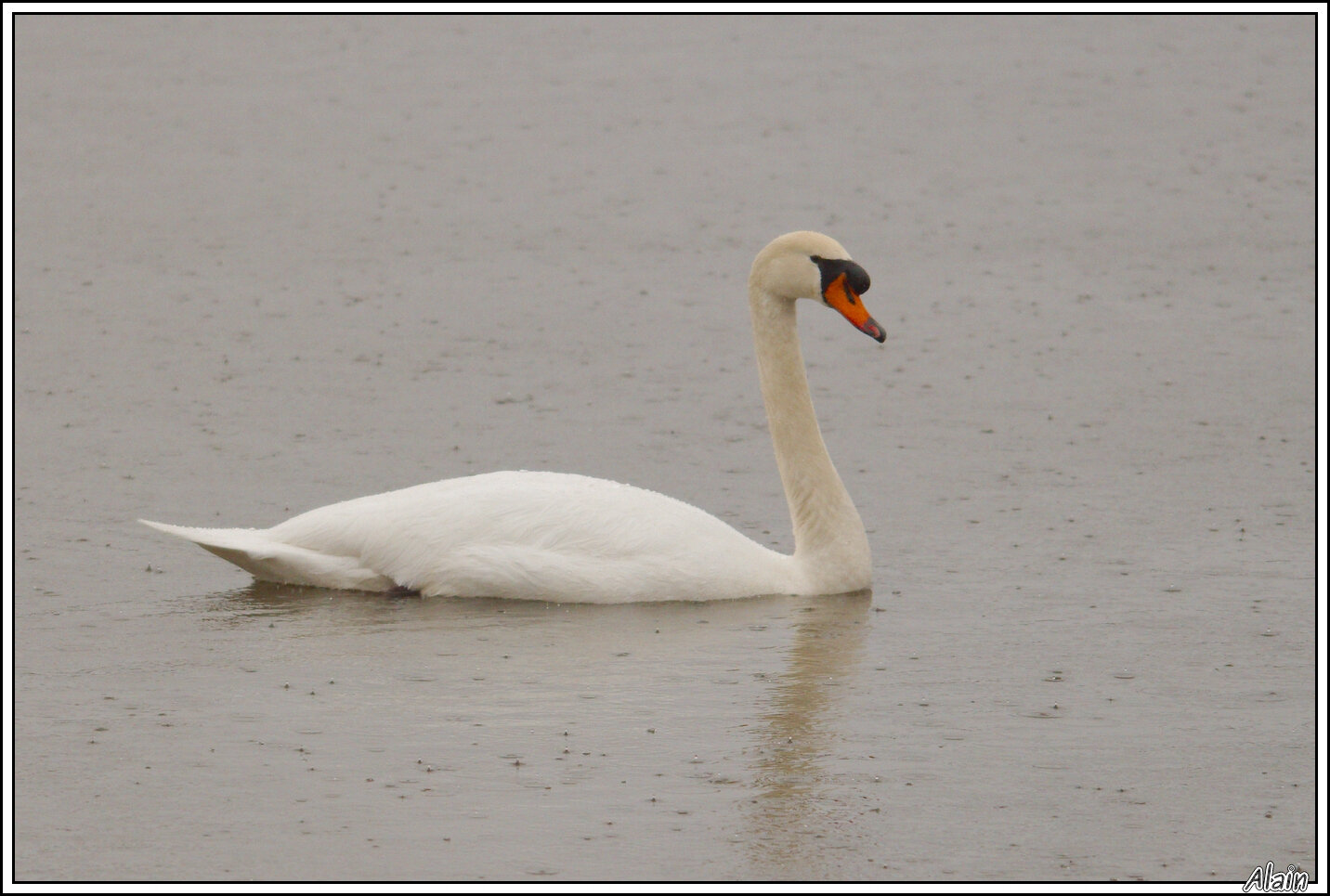 Cygne tuberculé Photos en errance