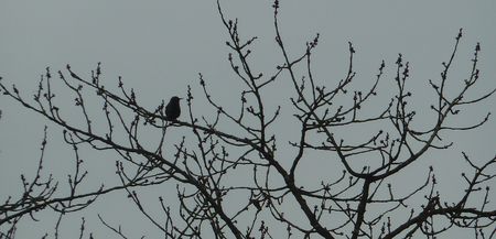 oiseau_flo_2