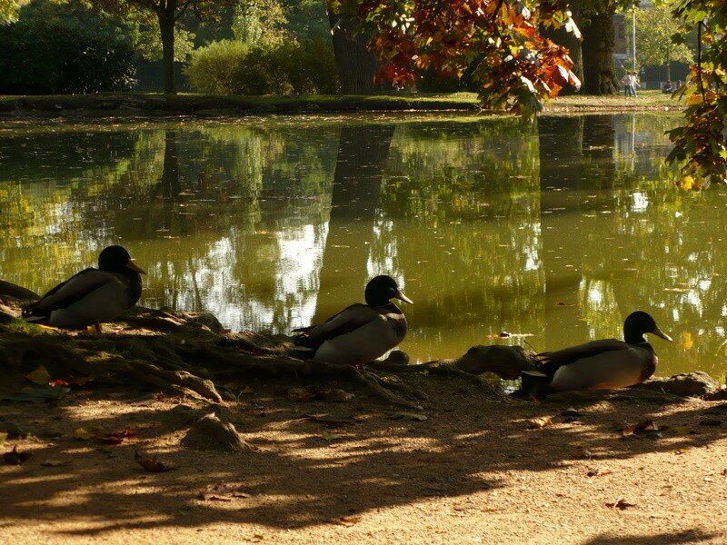 Les Canards