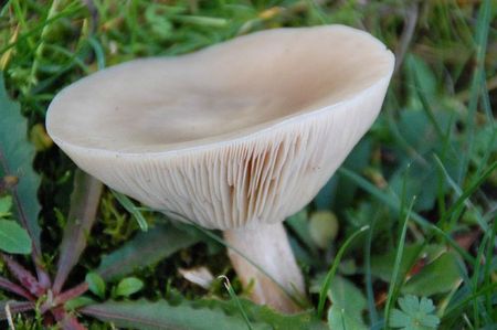 14-12-11 Le champignon (encore)