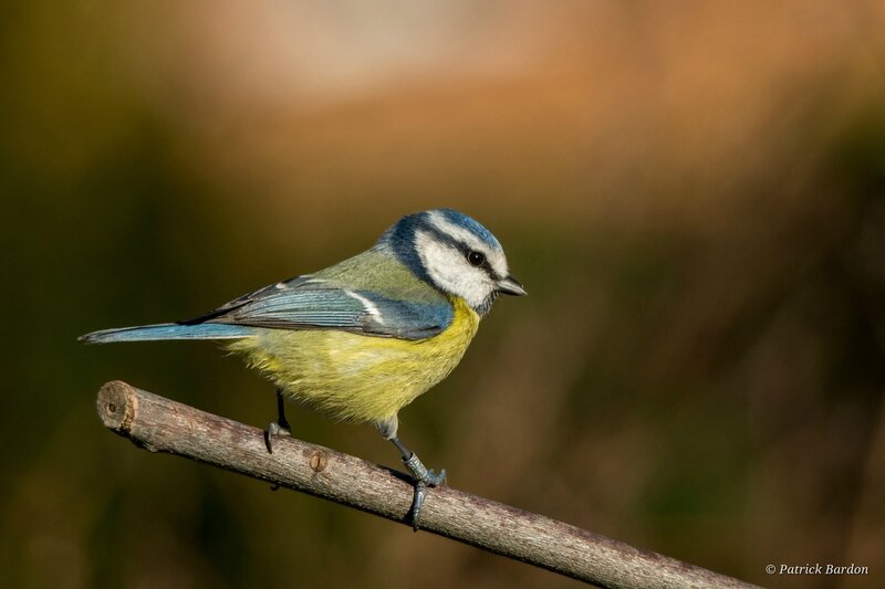 _DSC7149-2