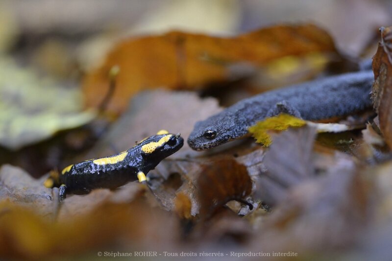 Salamandre et triton