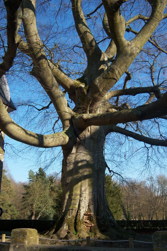 origine marque timberland