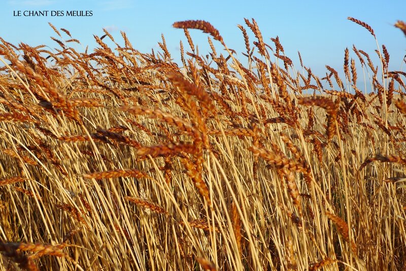 Le chant des meules