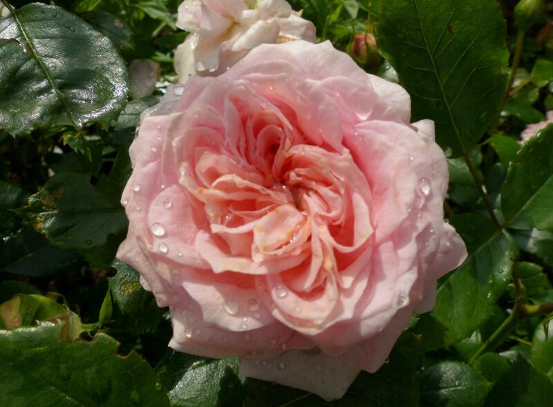 Garden of roses