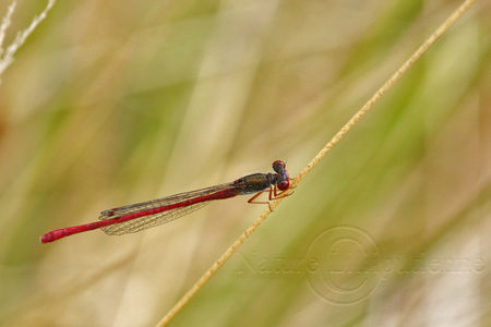 2009_07_30_004_copie