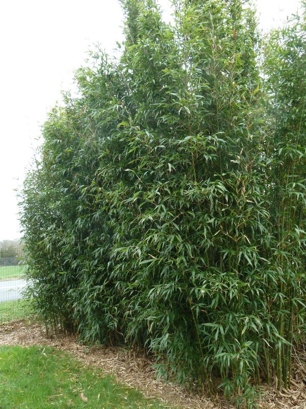 Bambou passion potager Bambou Créatif clôture