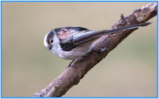 oiseau_mesange_longue_queue