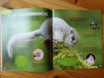 Petite Salamandre oct nov 17 (2)
