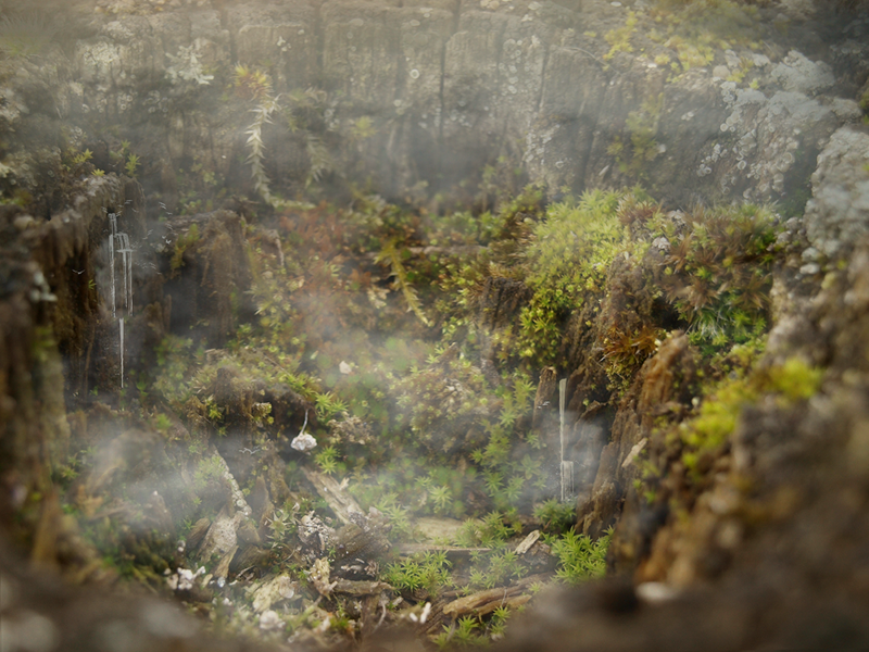 une_photo_de_mousses_végétales_en_gros_plan_formant_comme_une_foret_tropicale