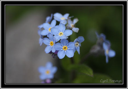 2010_05_18_Fleurs_de_myosotis__2_