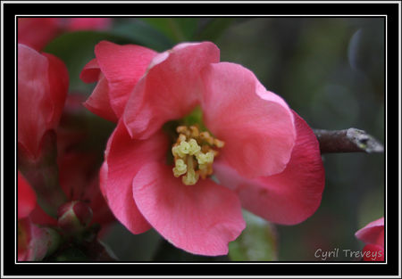 2010_05_18_Fleur_de_pommier_du_Japon