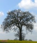 G_arbre_deb_P_A2
