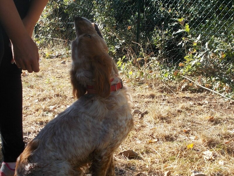 NOISETTE- epagneul breton 3 ans - Refuge de Lamalou à Brissac (34) 117234026