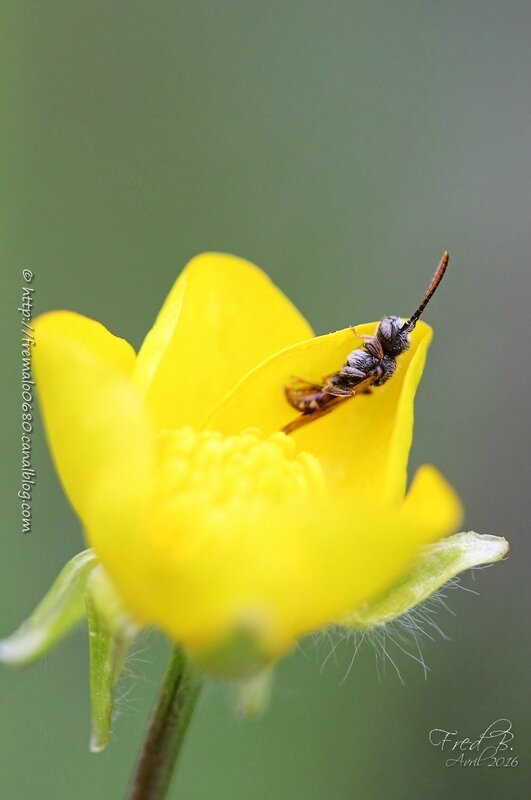 Nomada sp