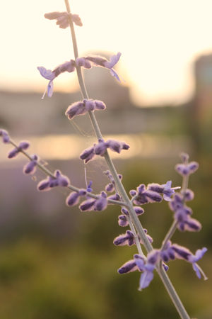 doux_soleil