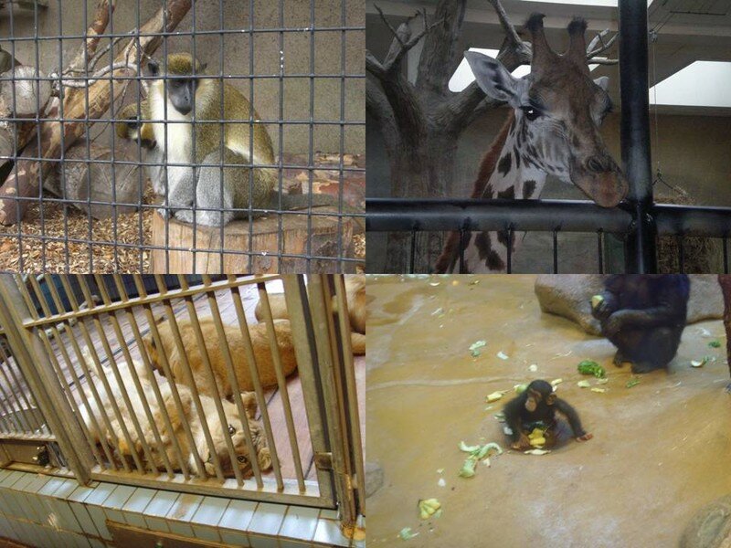 Aalborg Zoo datter porno Aalborg Zoo datter porno