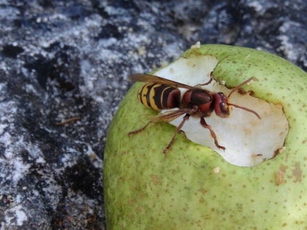 Insecte