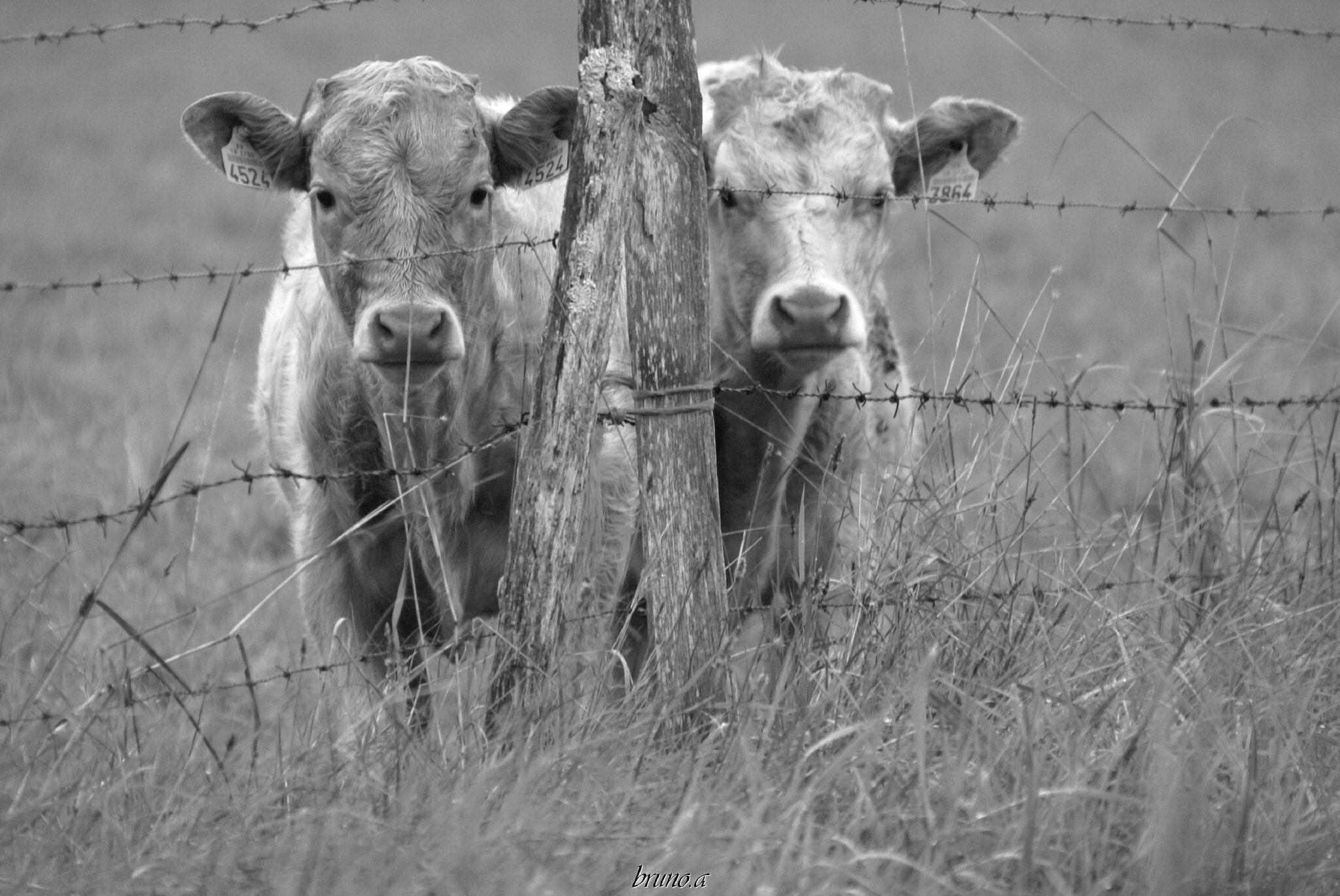 veau et vache salers en noir et blanc