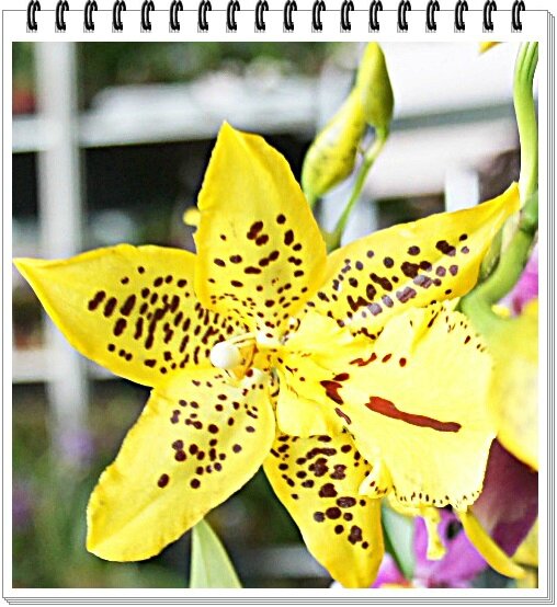 MACRO ORCHIDEE JAUNE CHOLIEIIEIIE