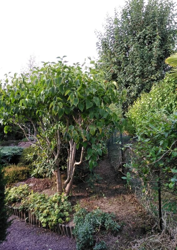 16 09 22 Jardin 17h39a