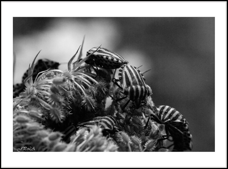 14 07 24 14 07 23 105 macro1161 b