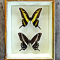 Collection ... papillons naturalisés (1972) * 2 papillons 