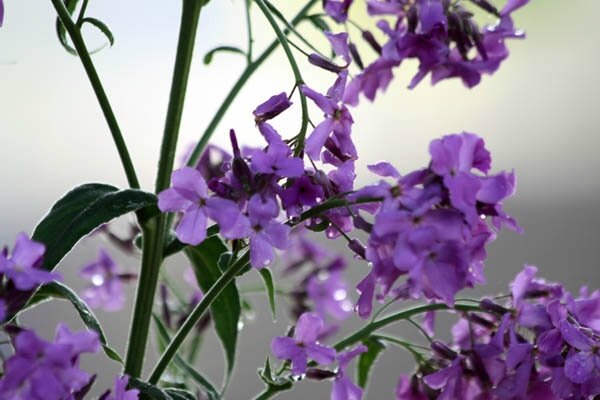 Fleurs du marais  taloupes