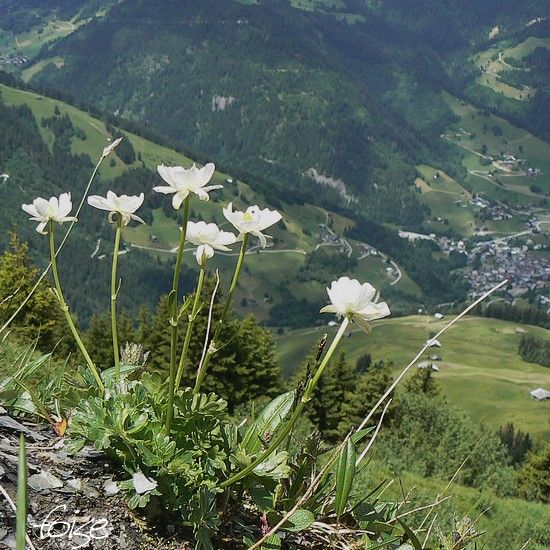 Renoncule des Alpes - Blog végétal