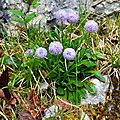 Globulaires à tige nue (globularia nudicaulis)