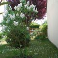 Le Lilas dans l'allée ''Sylvain