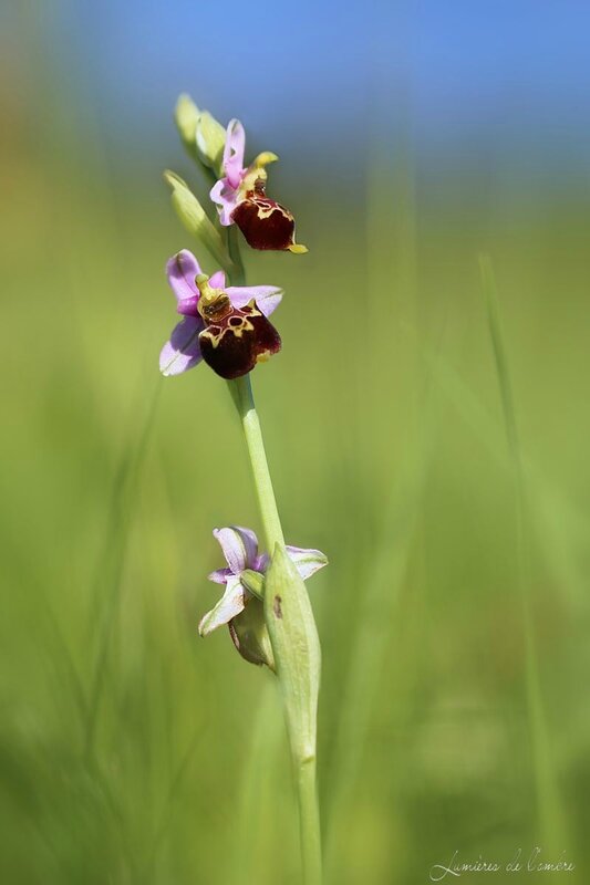 Orchis_Monts d'Or_20150507_7350