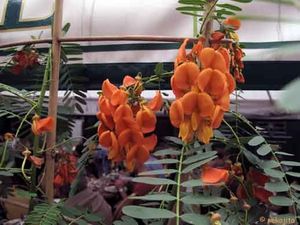 IMG_11832C