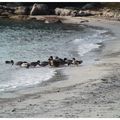 Promenade et conciliabule pour ces Canards du Parc Marin