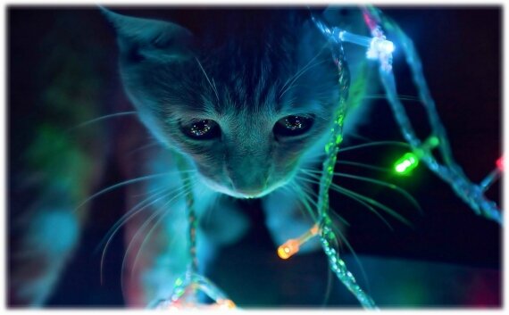 noel2015